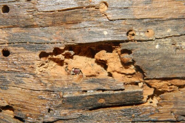 dh-propertytreatments-new.seesite.biz_--_182355319