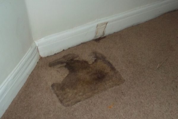 dh-propertytreatments-new.seesite.biz_--_556374097